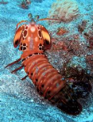 Mantis shrimp at Nusa Penida off Bali by Alex Lim 